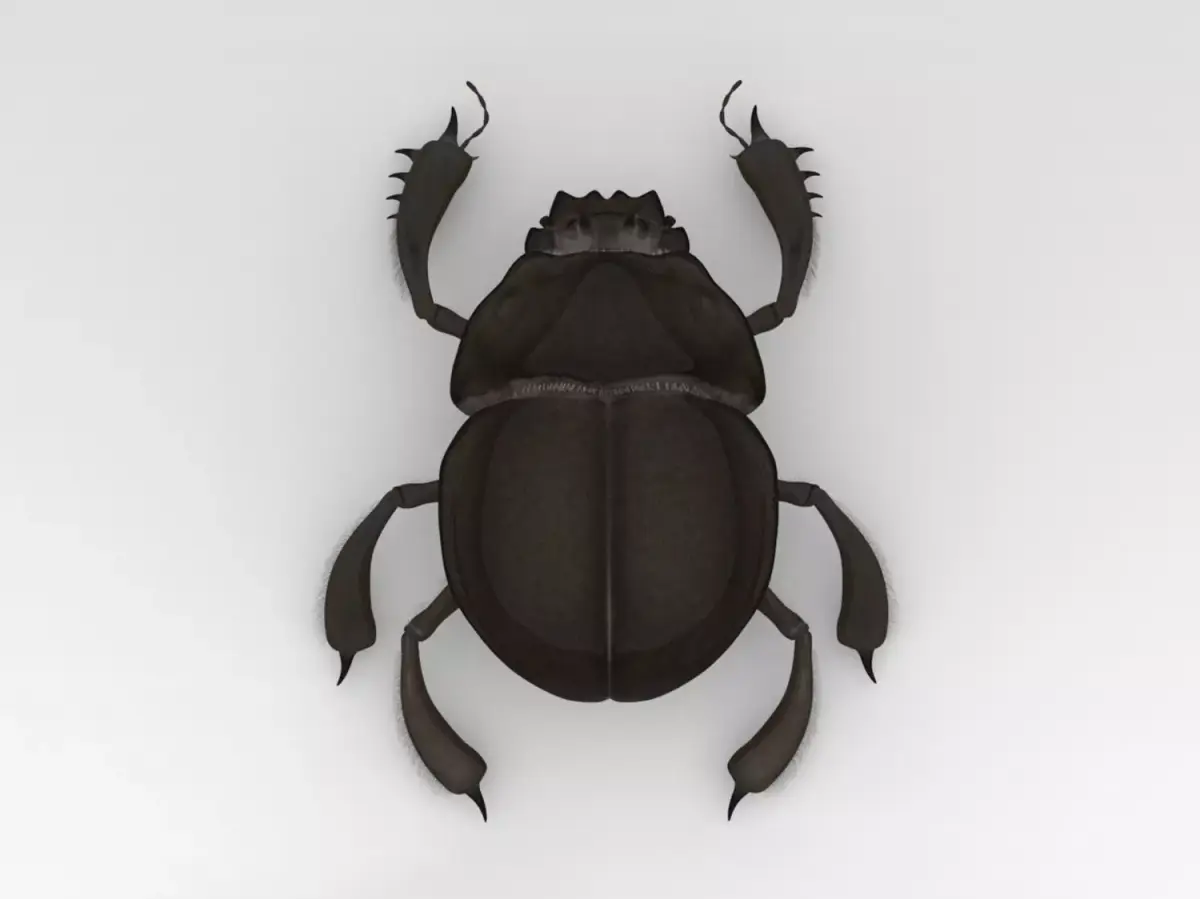Egyptian Scarab 3D model