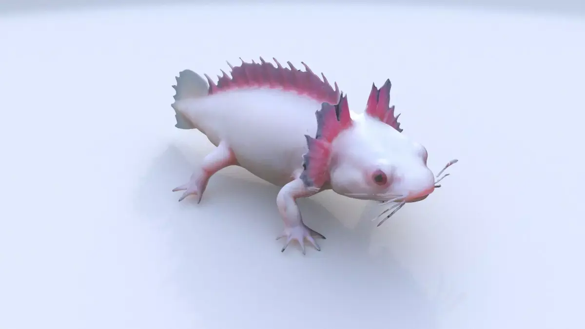 Axolotl 3D model purchase