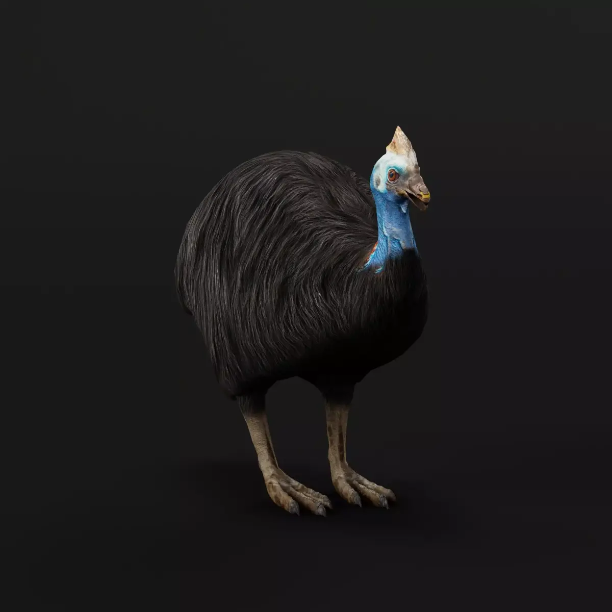 Australian Cassowary Bird  Low-poly 3D model