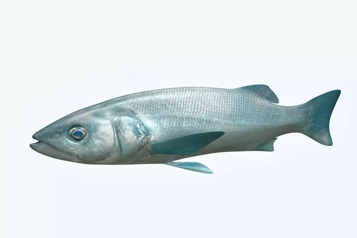 Dicentrachus Fish 2 3D model