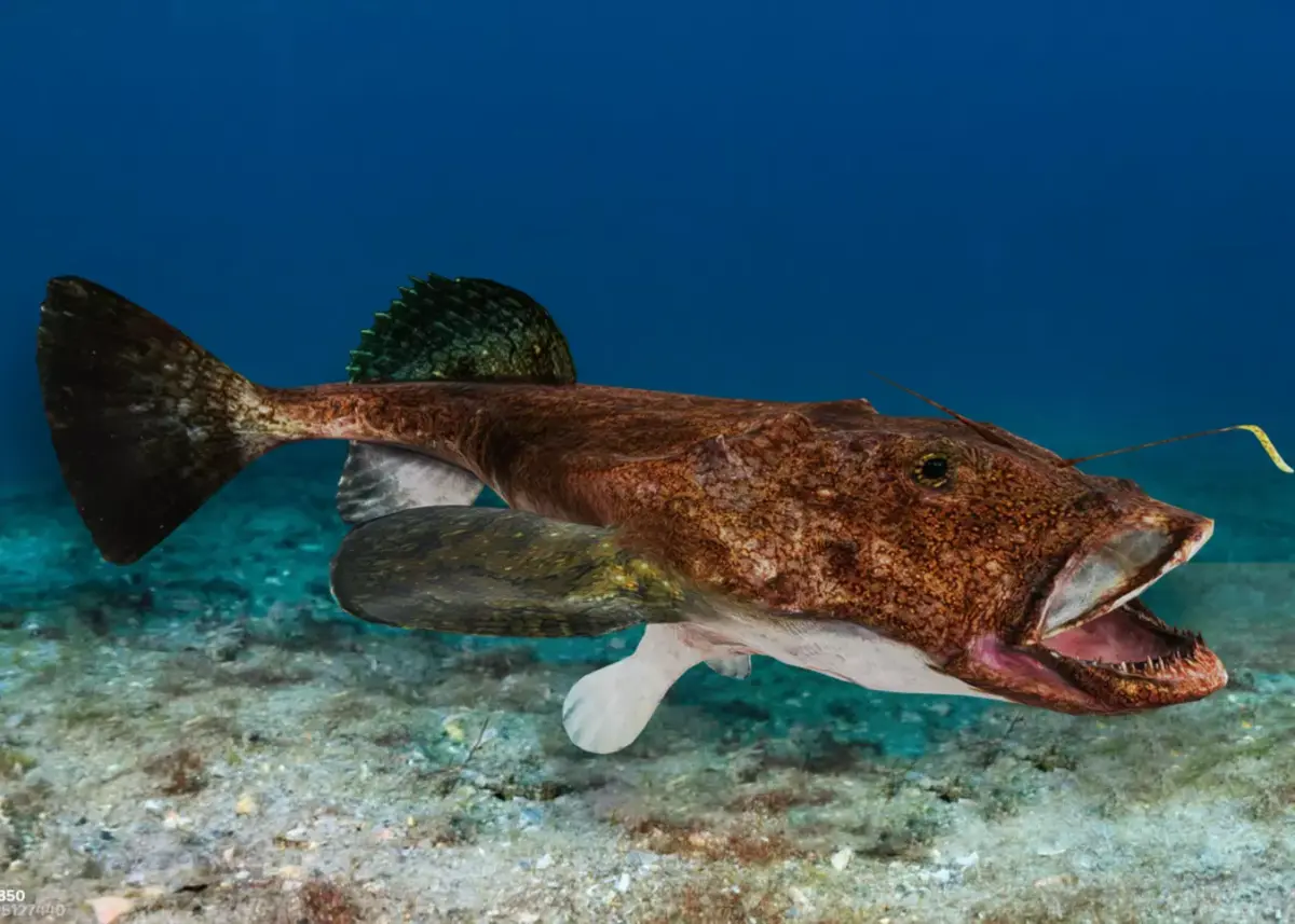 Goosefish - Anglerfish - Ocean Horror Monster - Animated 3D model
