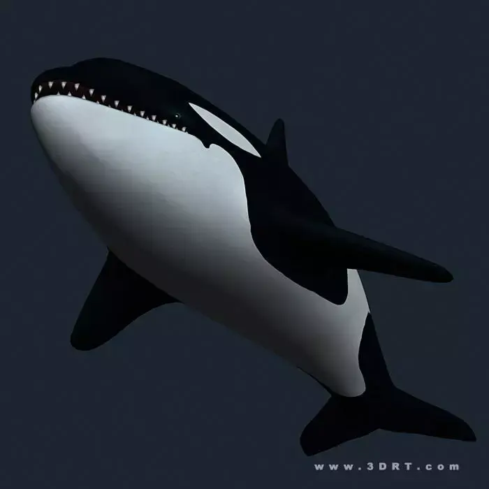 3DRT - Sealife - Orca Killer  Whale Low-poly 3D model