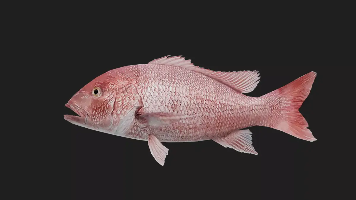 Snapper Low-poly 3D model 7