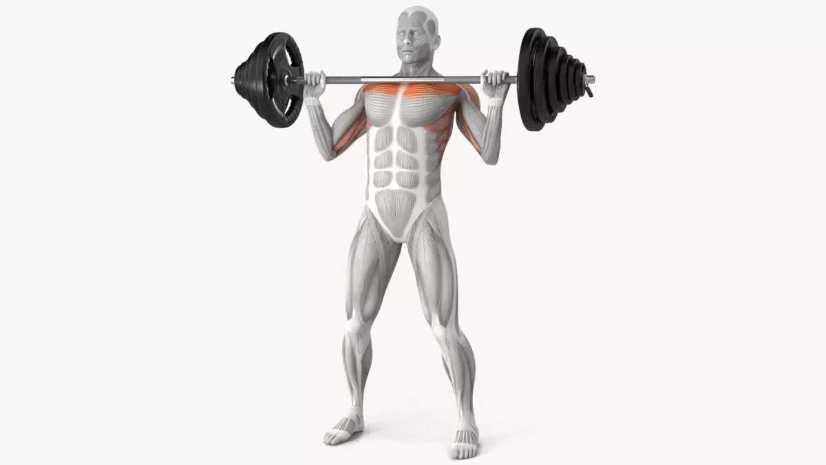 Male Muscular System Shoulder Press 3D model purchase
