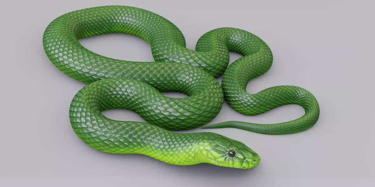 Animated Green Mamba Free low-poly 3D model