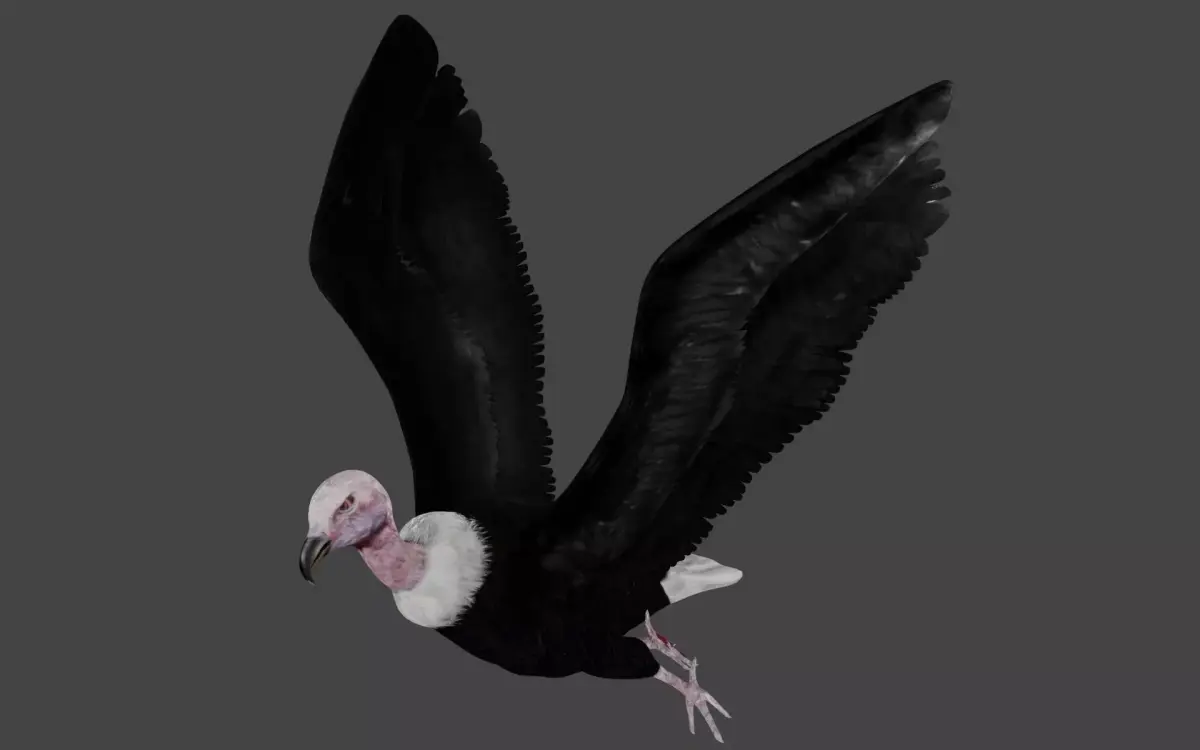 Vulture low poly fully rigged 4 Low-poly 3D model
