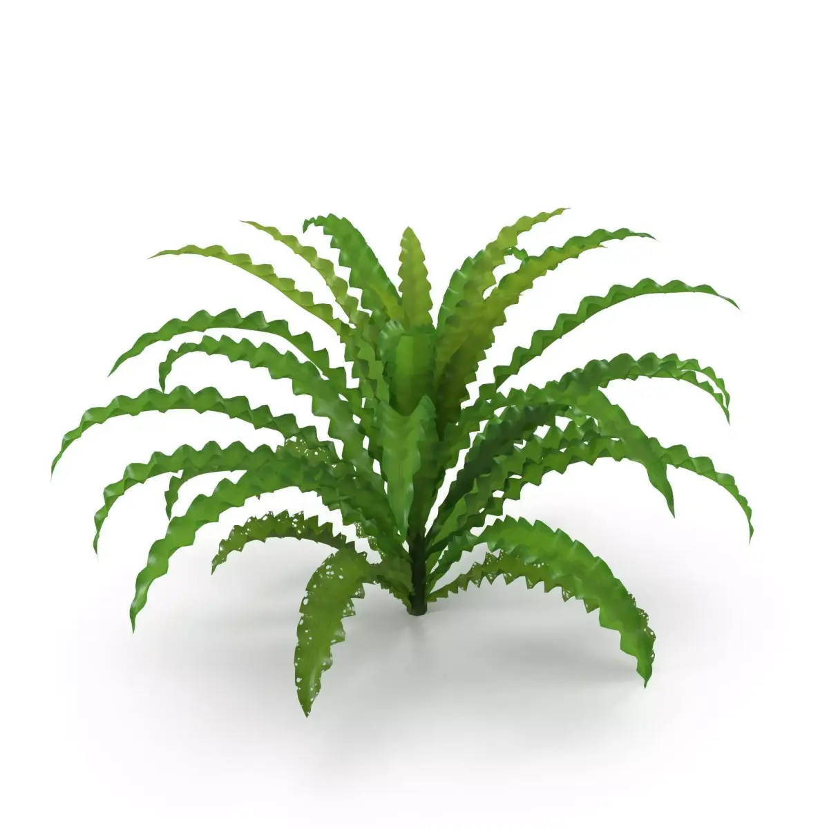 Pogostemon helferi 3D model