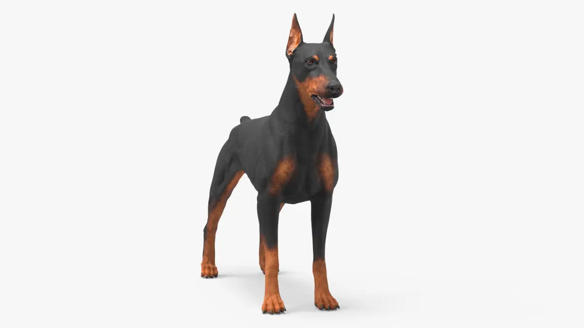 Doberman Pinscher Dog 3D model