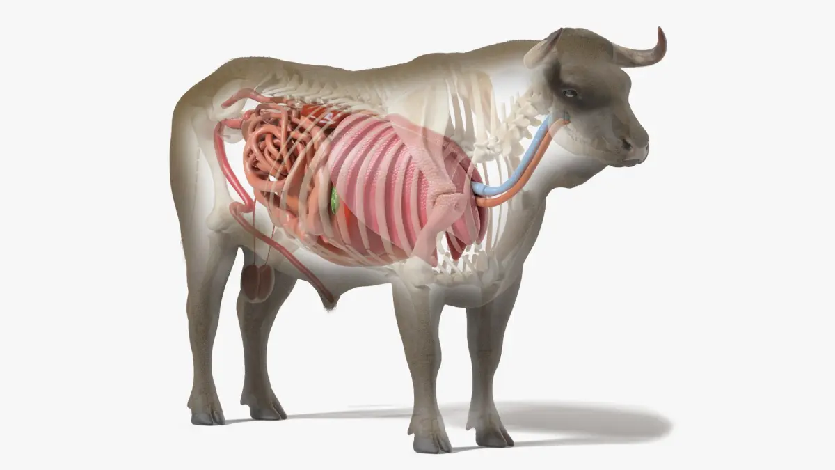 Bull Body, Skeleton and Organs Static 3D model