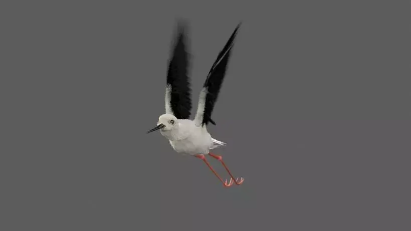 Realistic Stilt rigged bird with feather 3D model