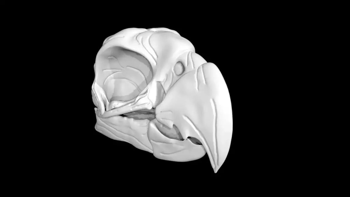 Parrot skull Low-poly 3D model