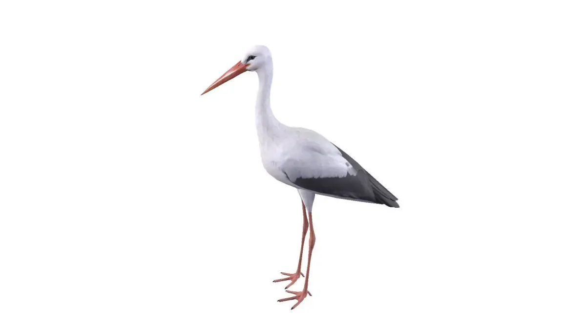 White Stork 3D model