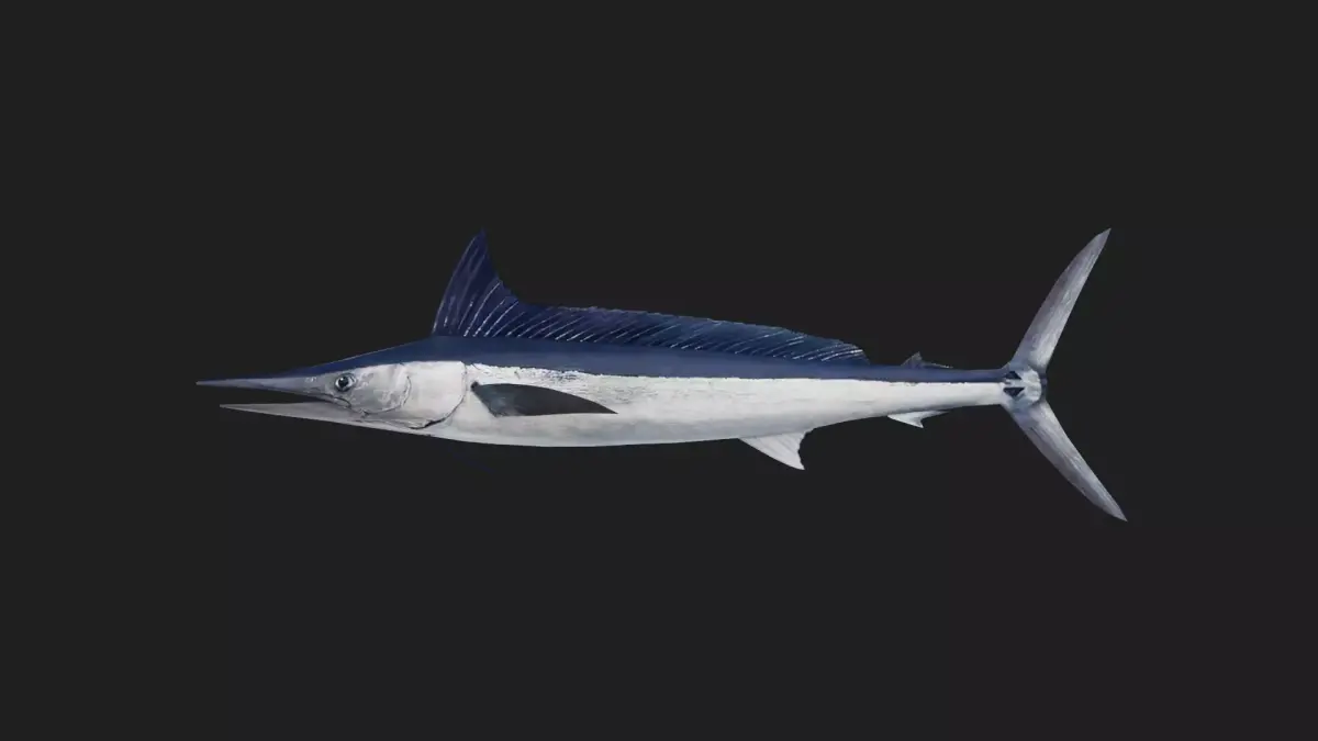 Spearfish Low-poly 3D model