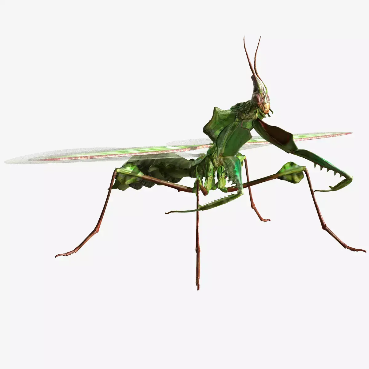 Giant Devils Flower Mantis Low-poly 3D model