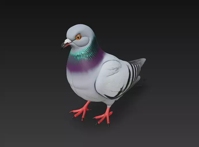 Pigeon Realistic 3D Model Basic - Low Poly Realistic Low-poly 3D model