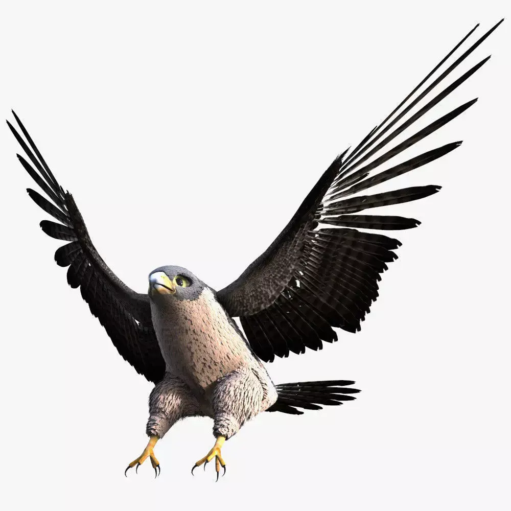 Rigged Peregrine Falcon 3D model