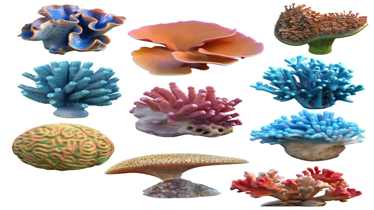 Coral collection 21-30   Low-poly 3D model