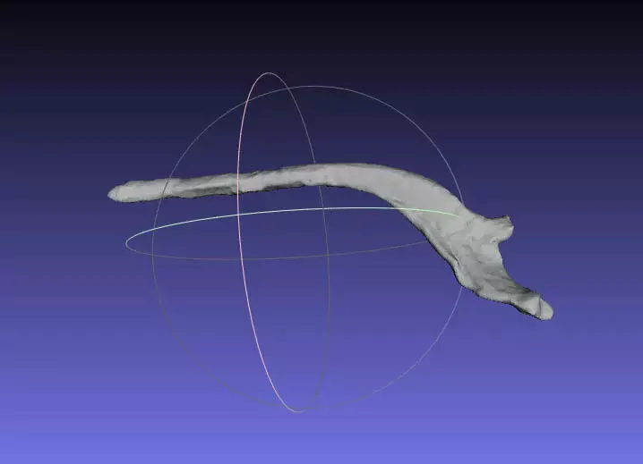 Psittacosaurus Right Dorsal Rib 6 Free 3D print model