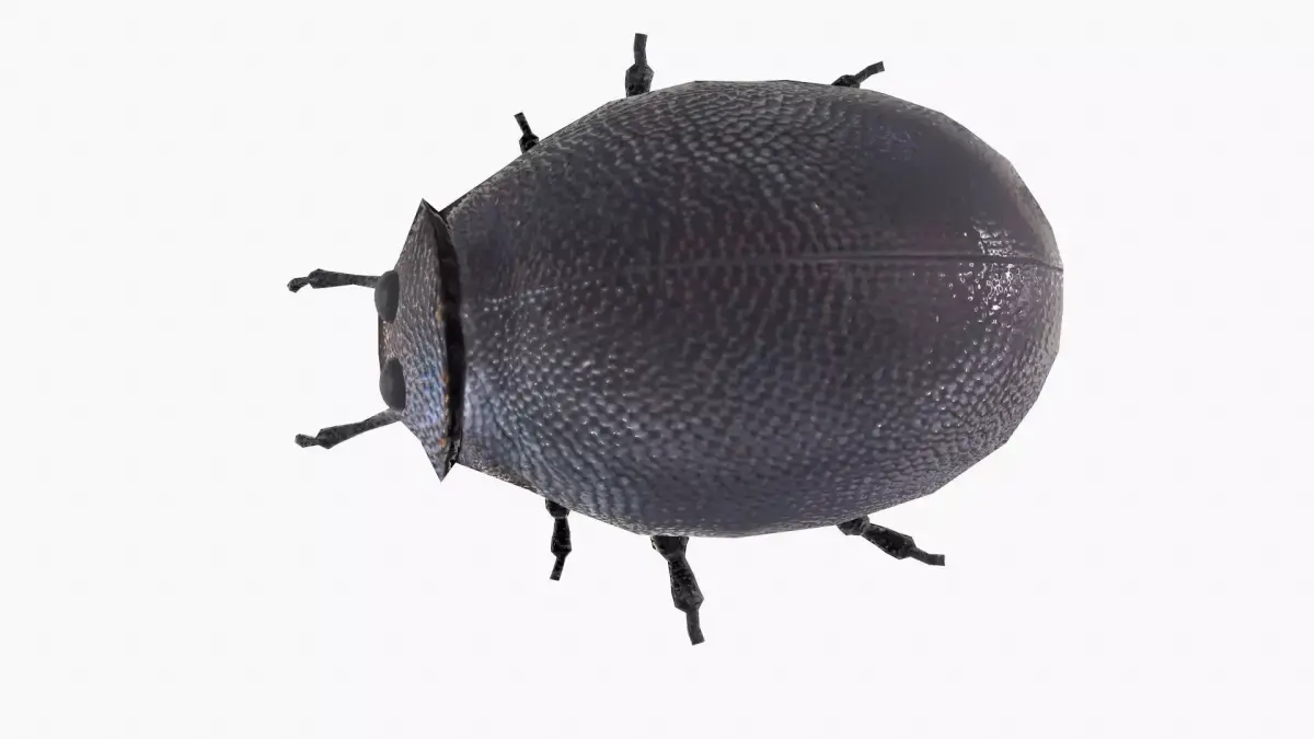 Rigged Bug  Low-poly 3D model