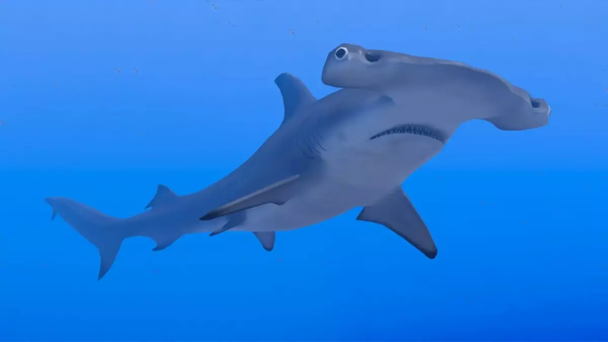 Hammerhead Shark Low-poly 3D model 6