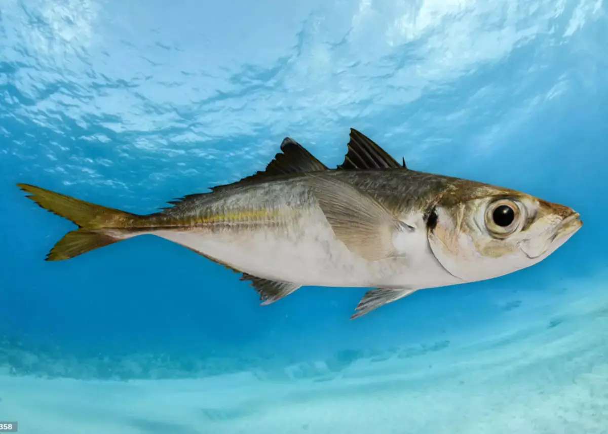 Jack Mackerel Animated 3D model