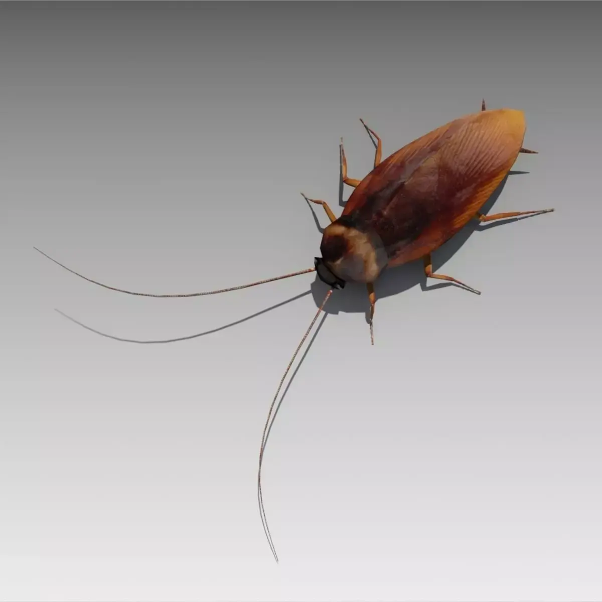 Cockroach Low-poly 3D model buy