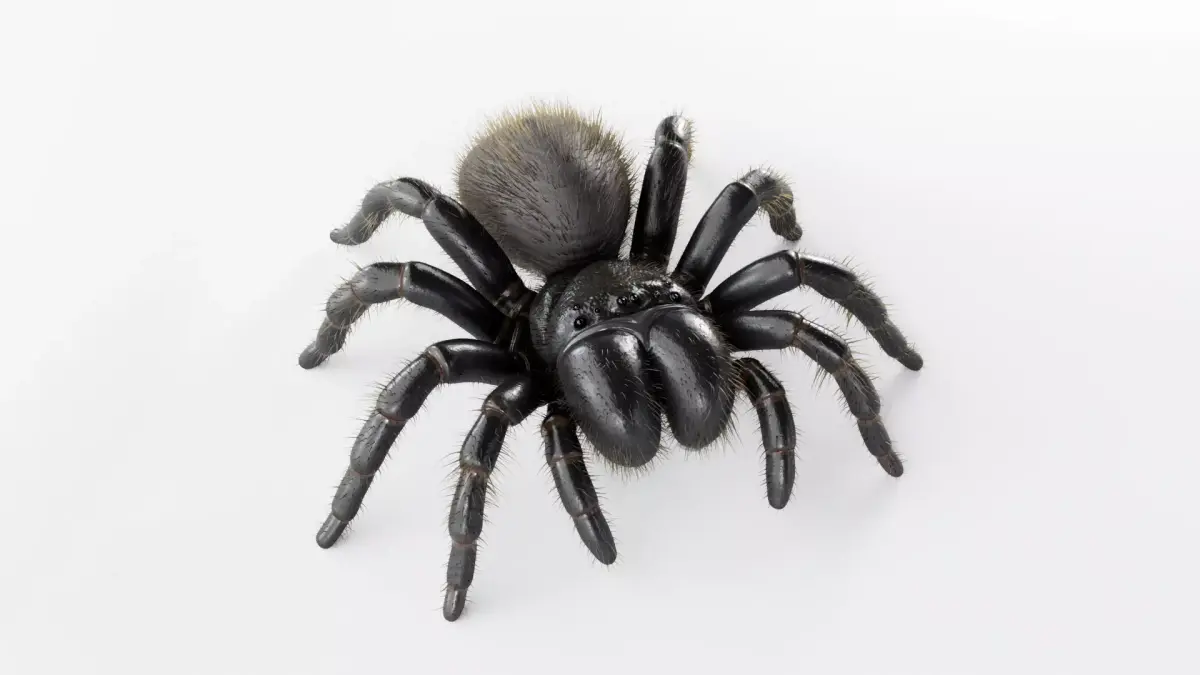 Mouse Spider Low-poly 3D model purchase
