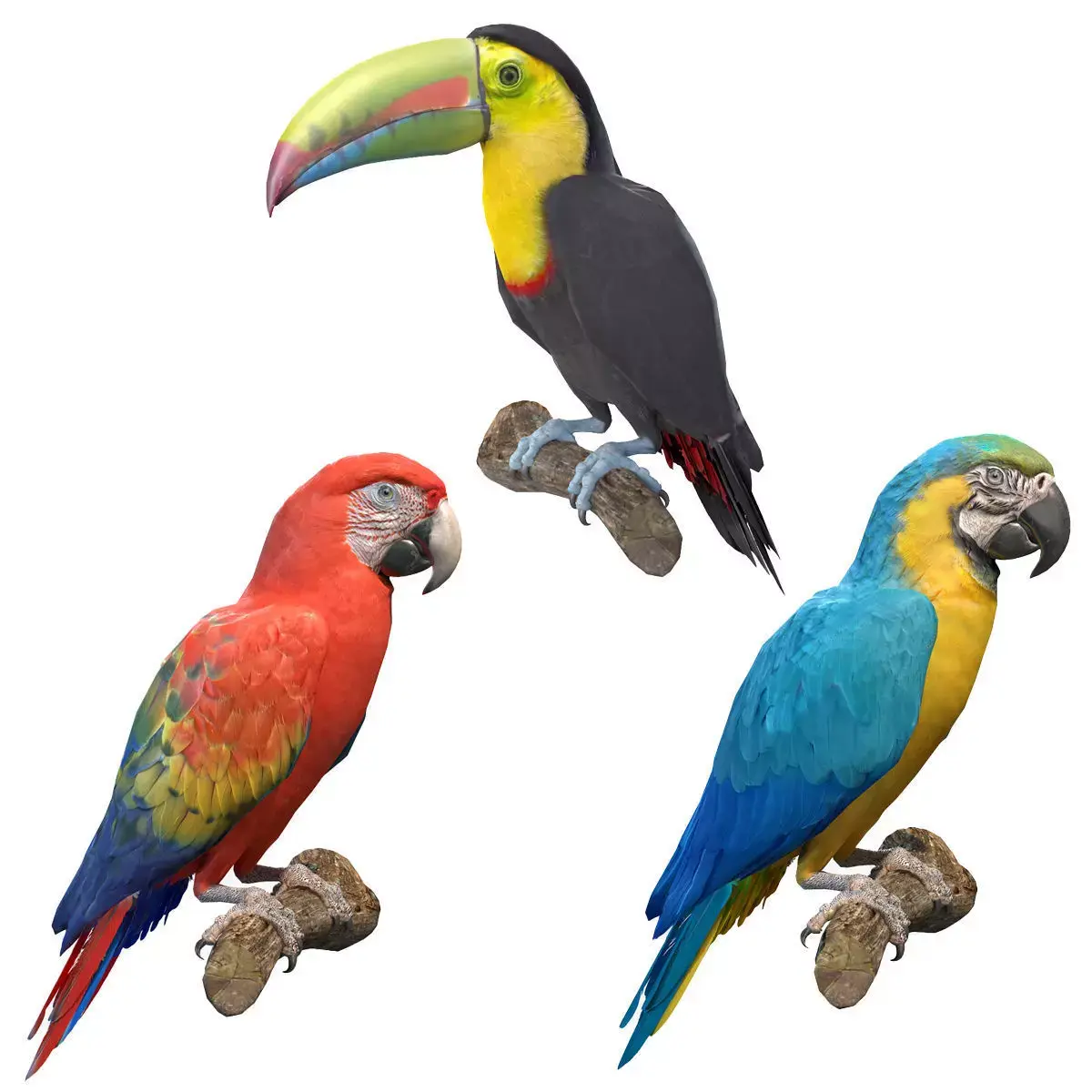 Tropical Birds Collection 3D model