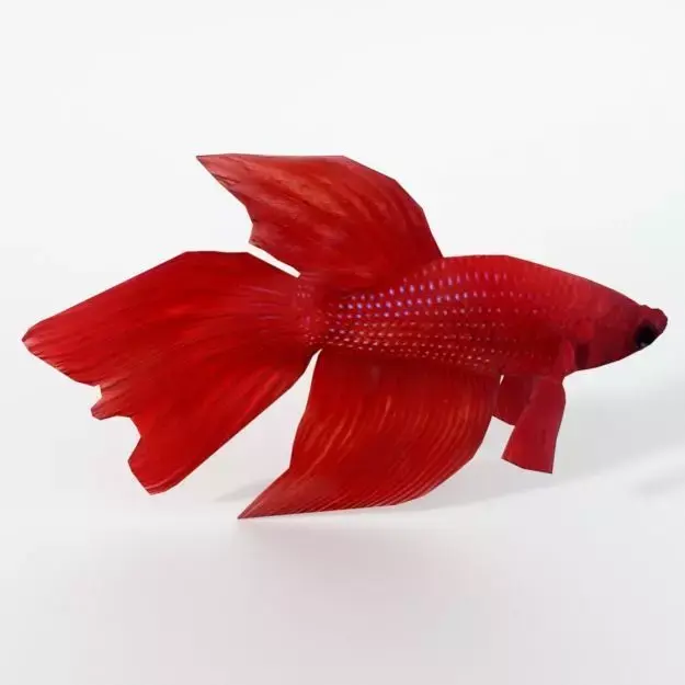 Fish Betta Low-poly 3D model
