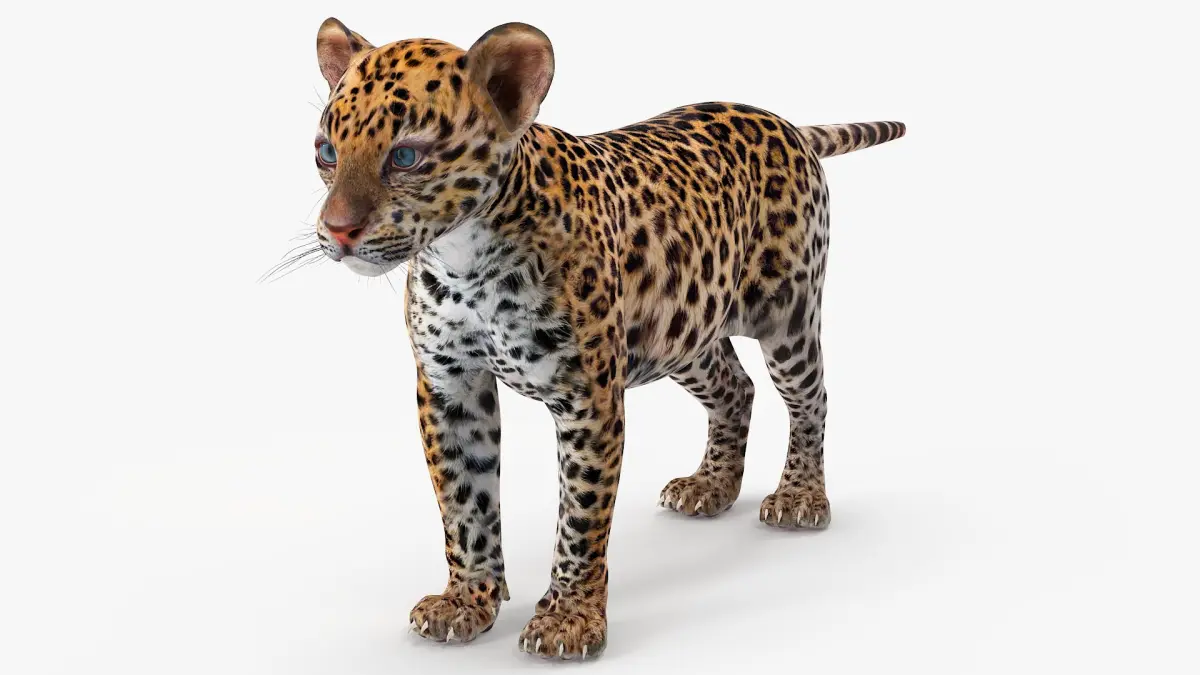 Leopard Cub Standing Pose 3D model