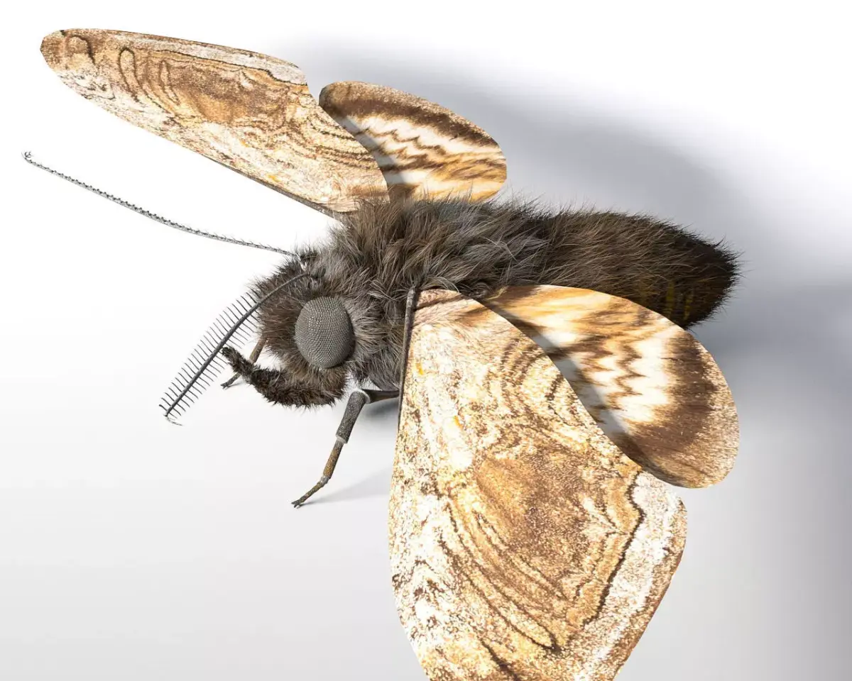 Moth insect Low-poly 3D model