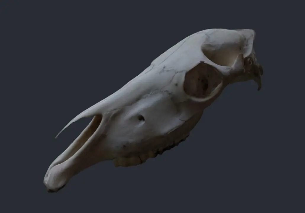 Horse Upper Skull Scan 3D model