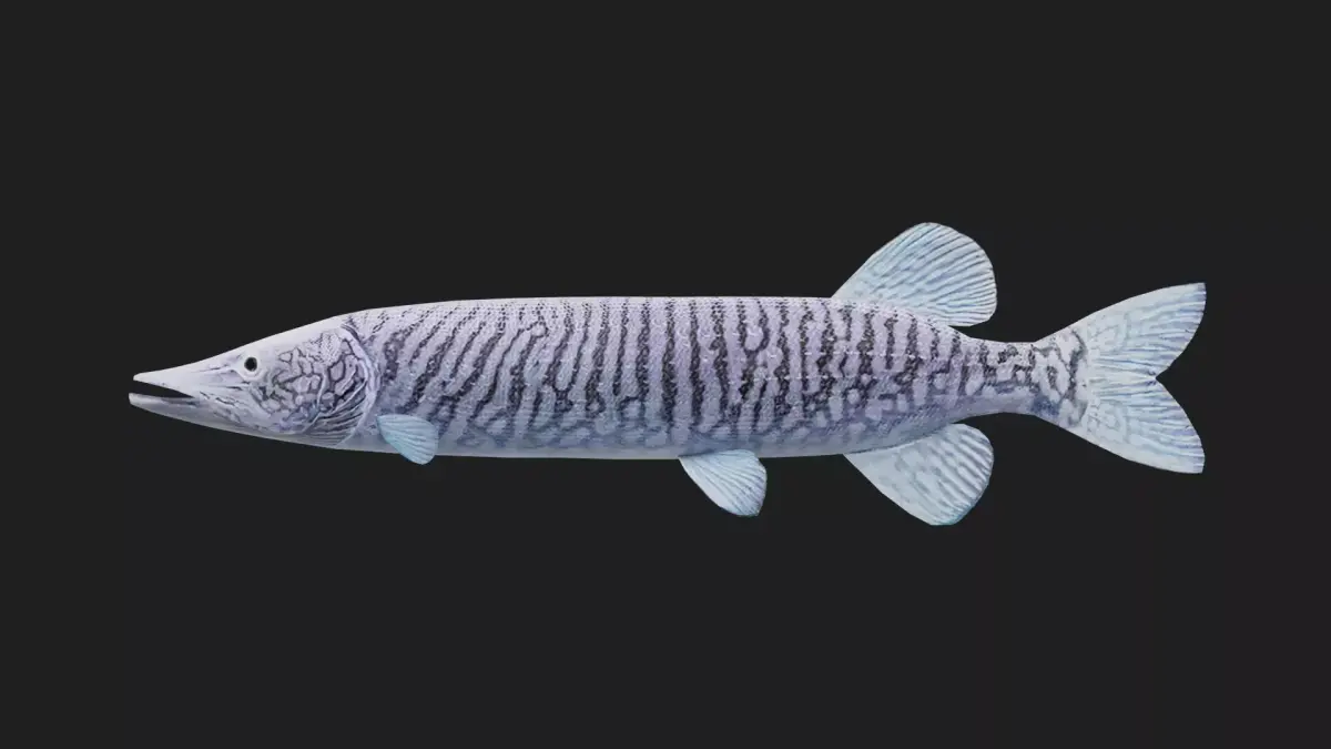 Pike fish Low-poly 3D model order