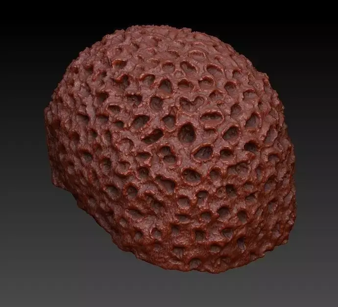 Sea Coral Scan 4 3D model