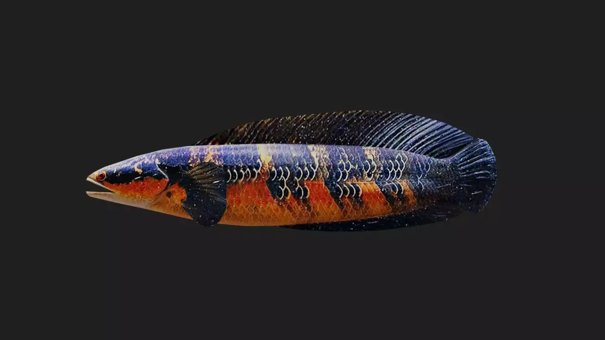 Snakehead Low-poly 3D model buy
