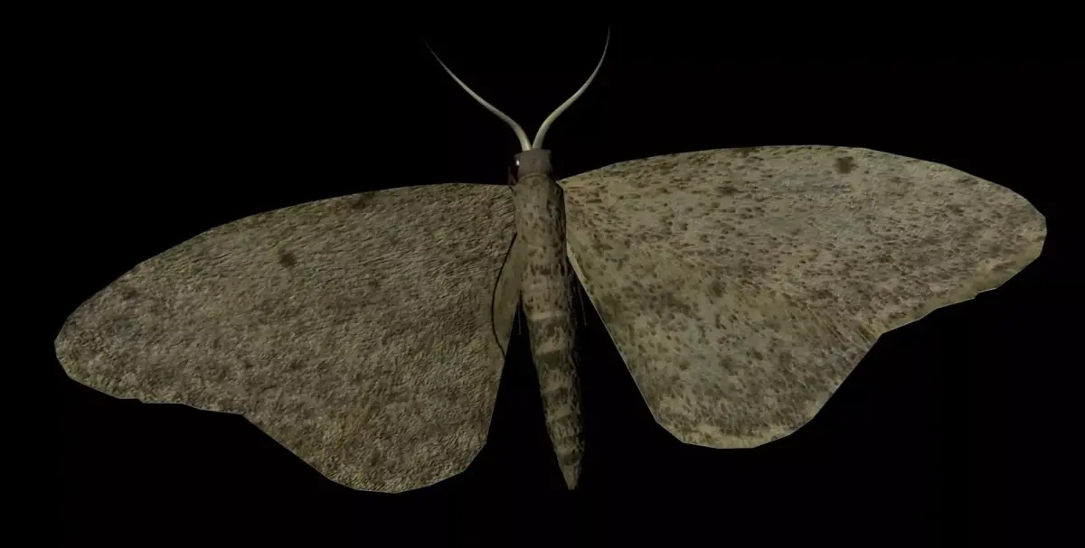Moth Insect 3D model purchase