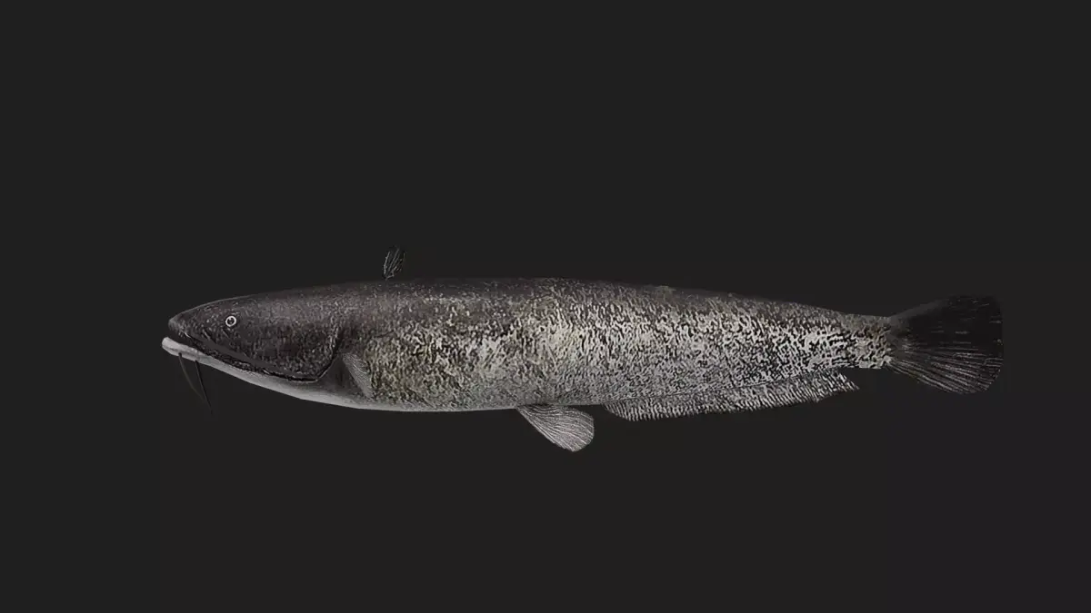 Catfish Low-poly 3D model 14
