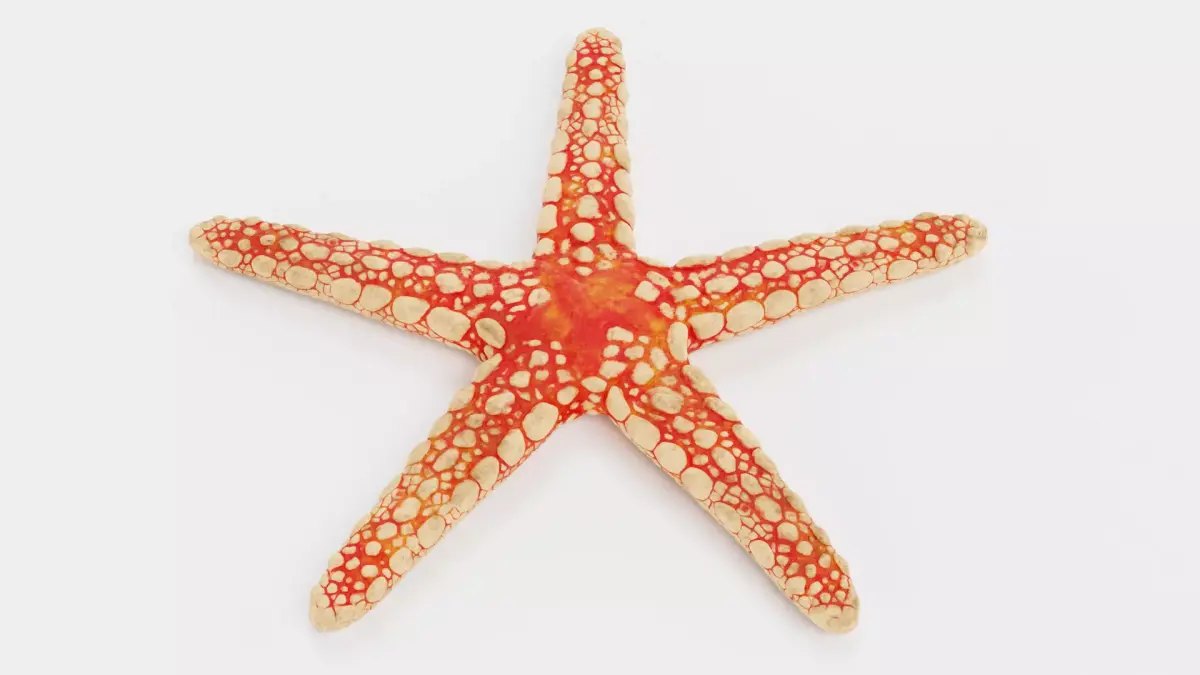 -Necklace Starfish- 3D model