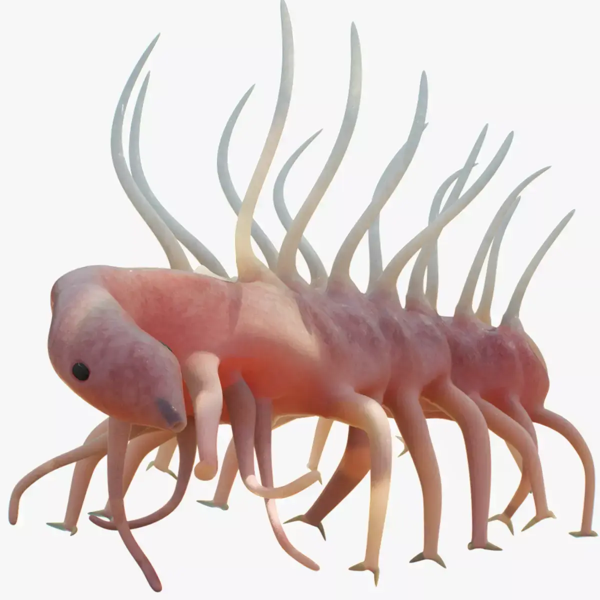 Hallucigenia Low-poly 3D model