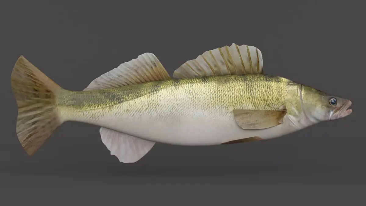 Fish Zander 3D model