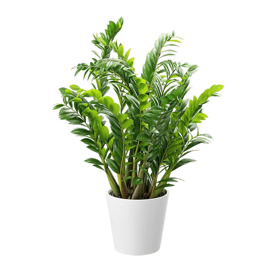  ZZ Zanzibar Gem Potted Plant Model  buy