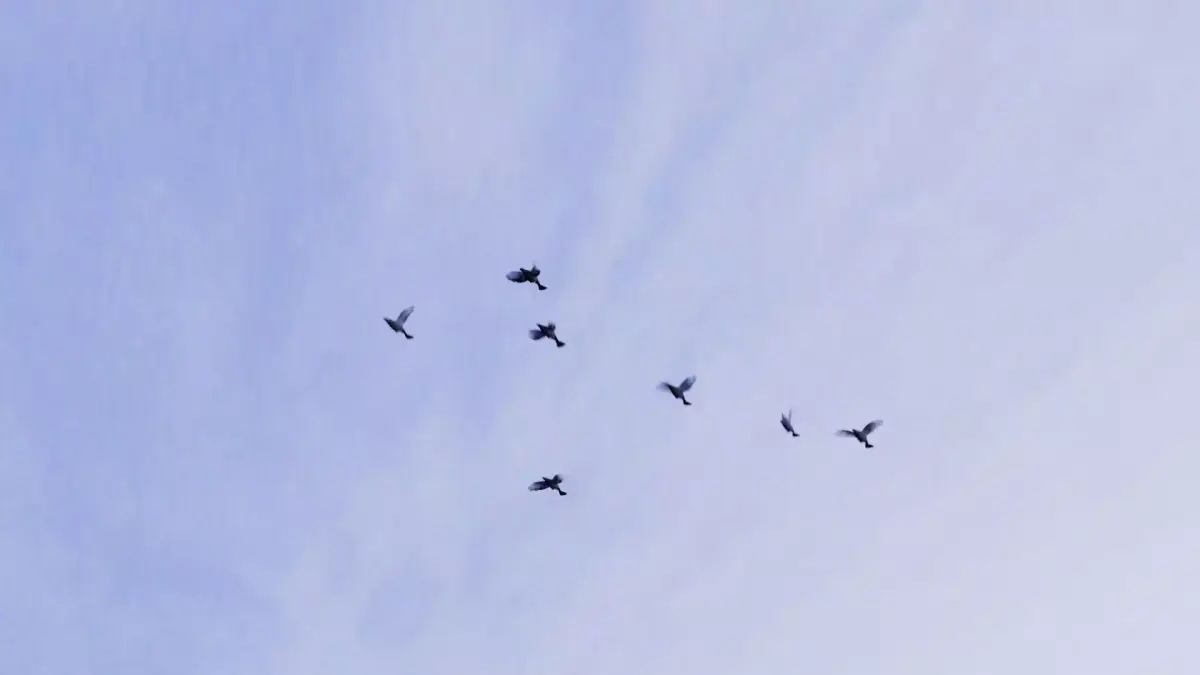 Background Birds Pigeon Flock Updated V5 -Animated - Low Poly Low-poly 3D model