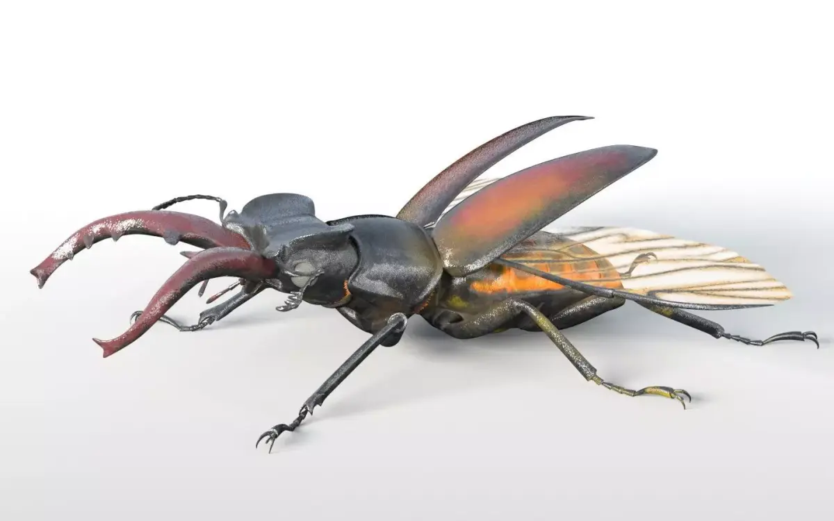 Stag Beetle insect Low-poly 3D model