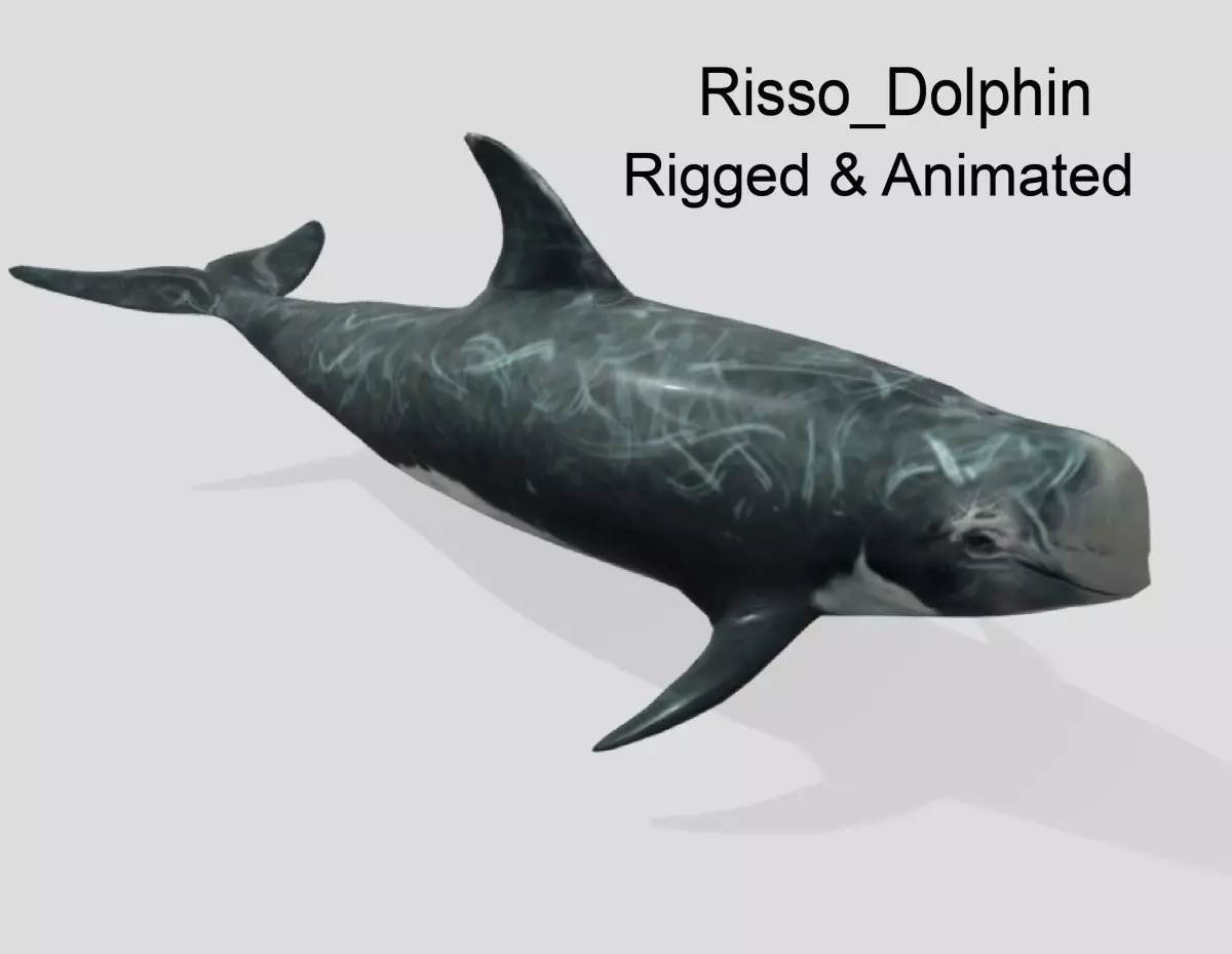 Risso Dolphin Animated Low-poly Low-poly 3D model