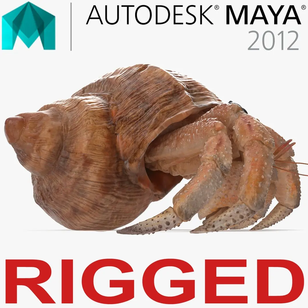Hermit Crab Rigged for Maya 3D Model