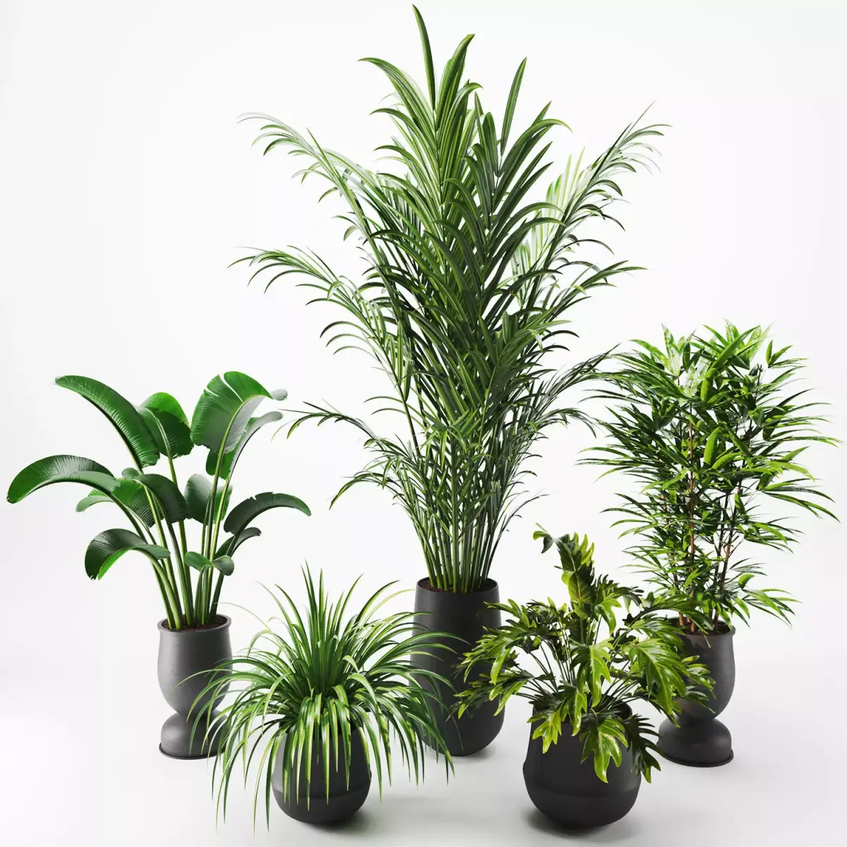 Indoor Decorative Plants in Pot Set - 01 3D model