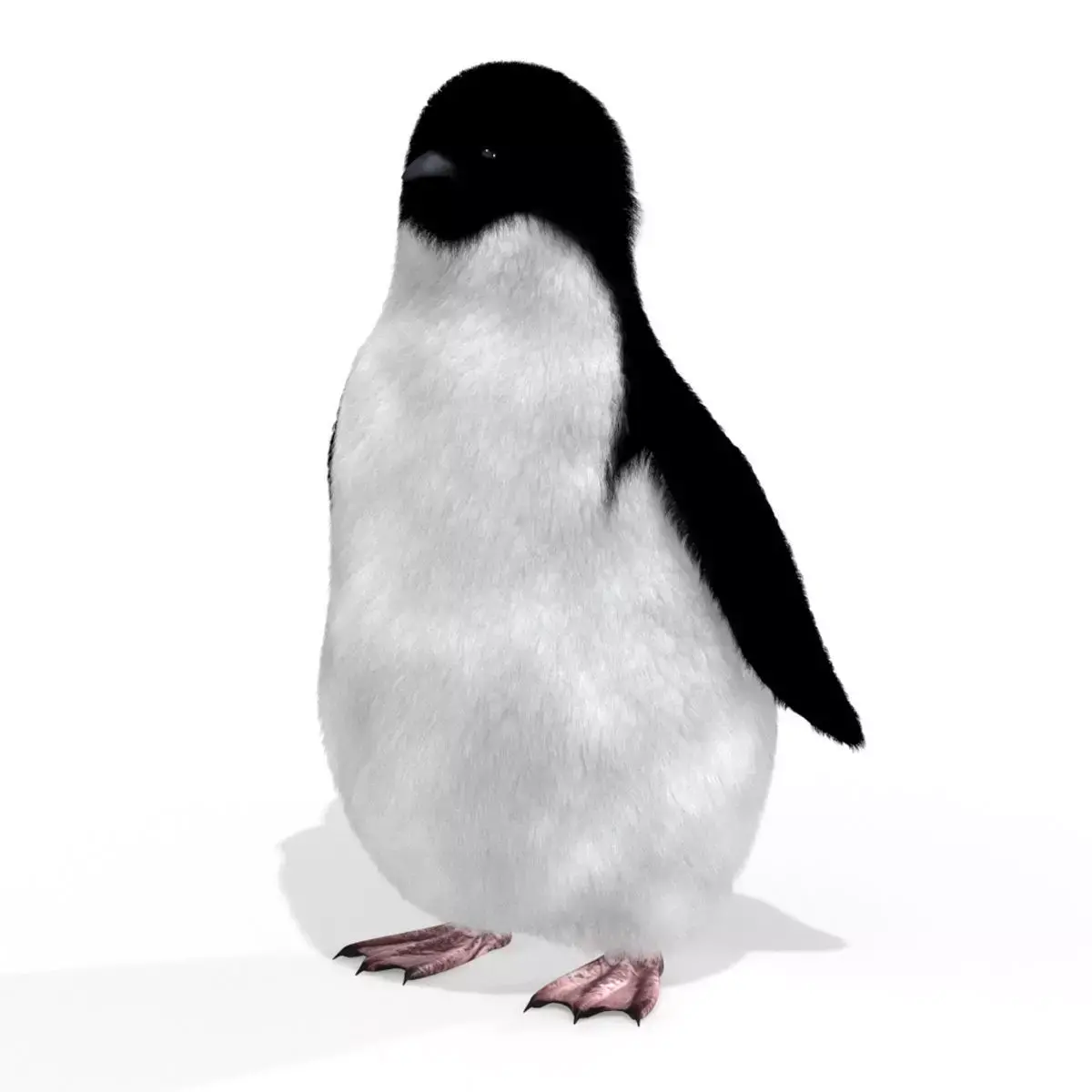 Penguin chick Black and white Fairy bird animal 3D model