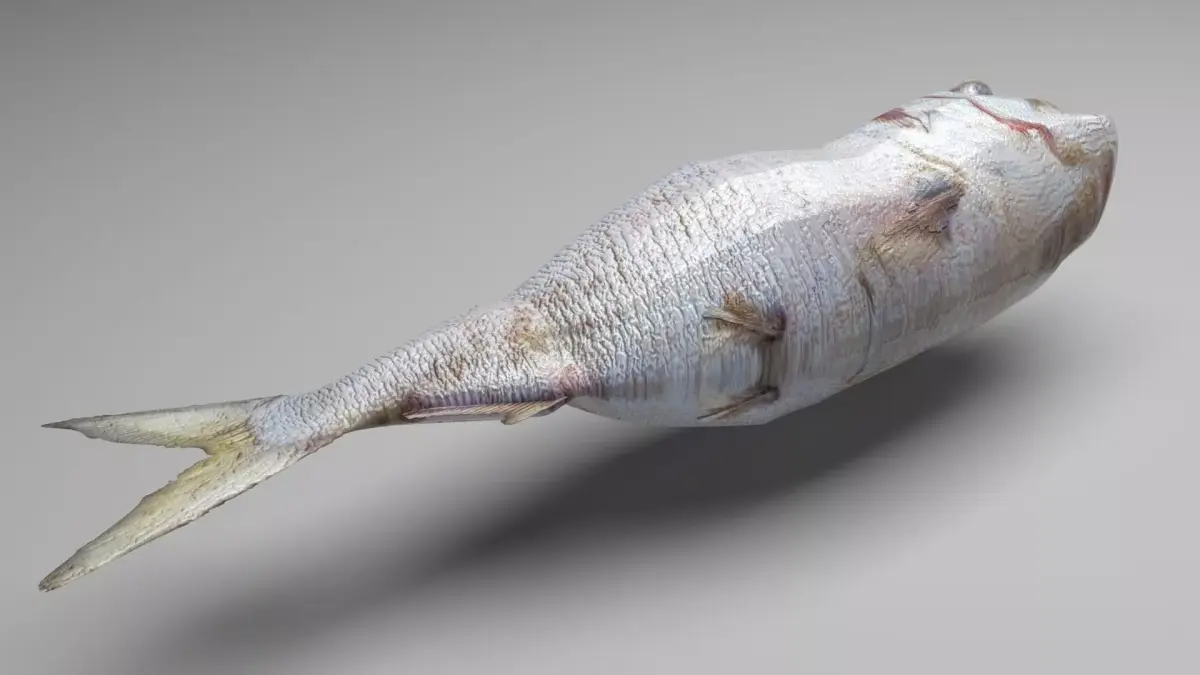 Dead Fish 3D model