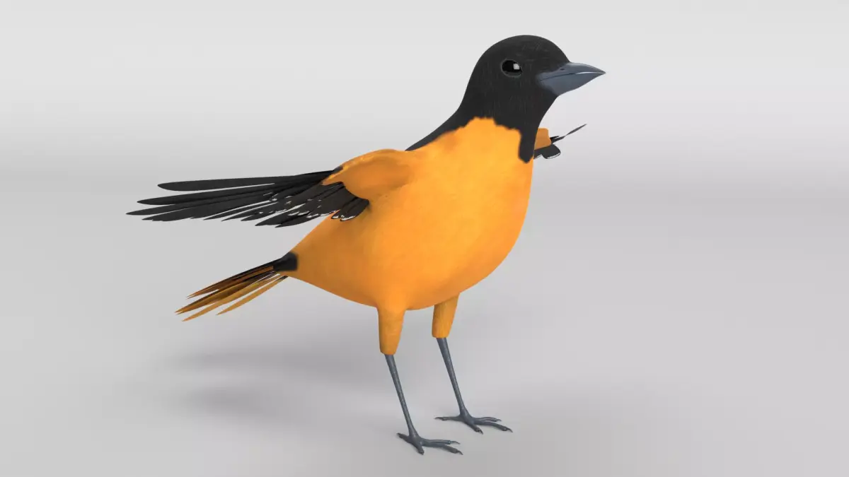 Baltimore Oriole Bird 3D model