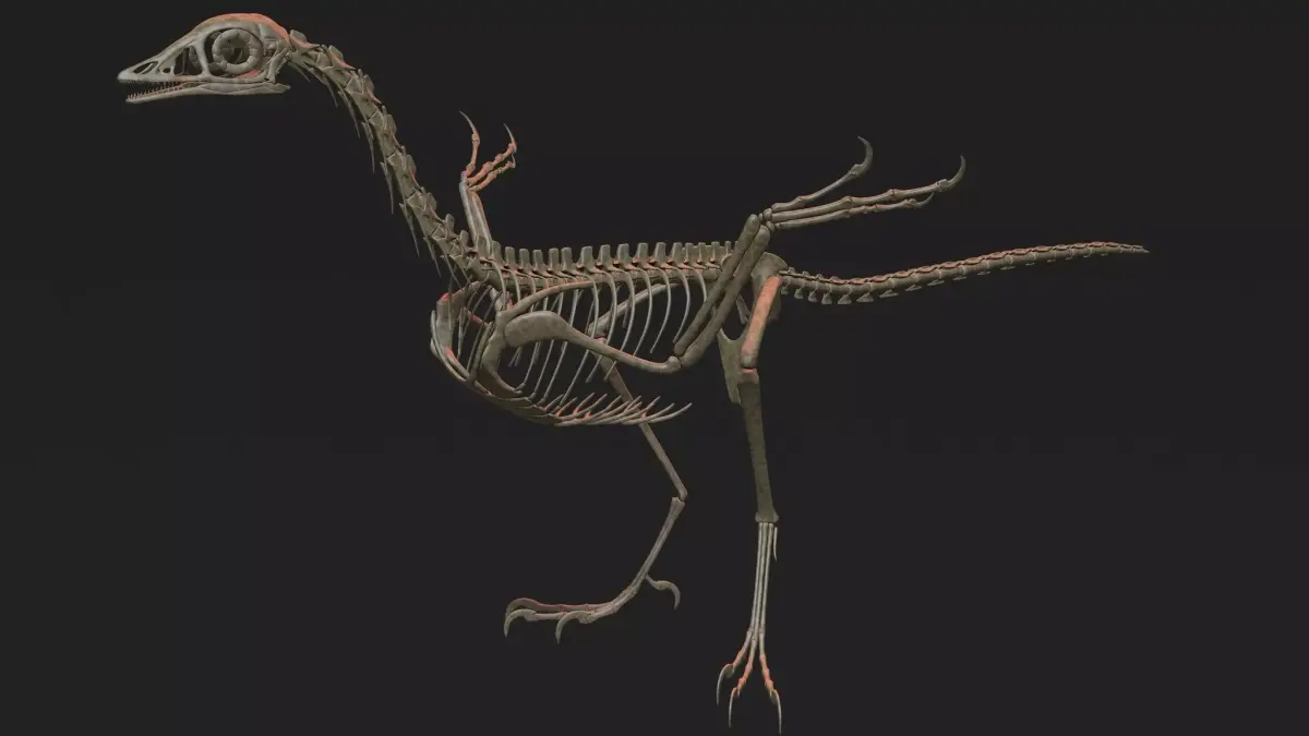 Archaeopteryx Skeleton 3D Low-poly 3D model